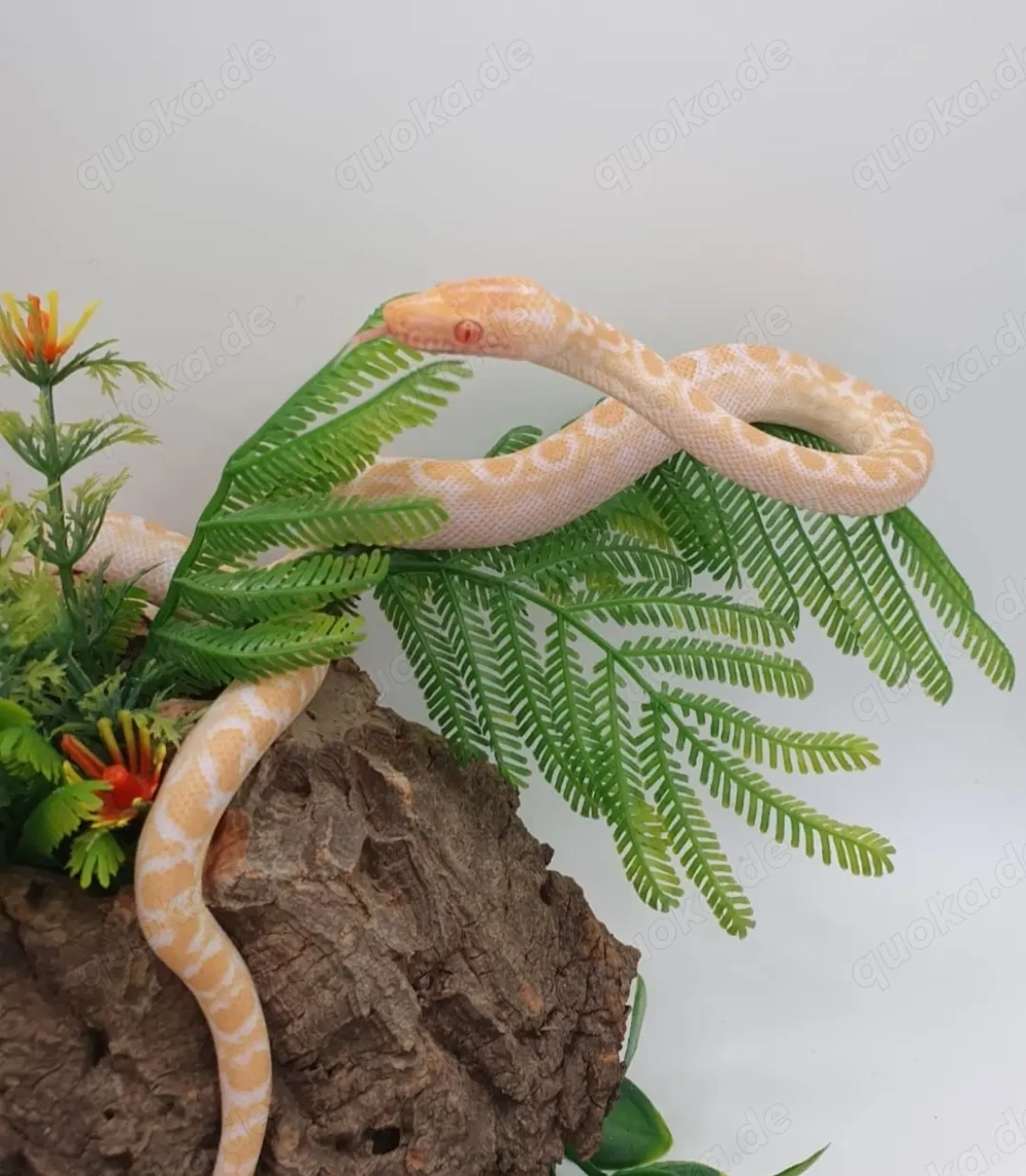 Regenbogenboas   Epicrates Maurus 66% p.h Albino