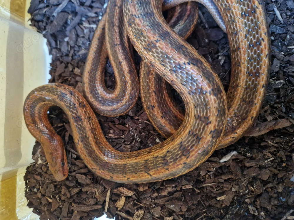 Elaphe dione und Elaphe schrenckii 