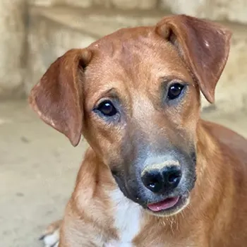 Hunter, geb. ca. 02 2025, lebt in GRIECHENLAND, auf einer privaten Pflegestelle