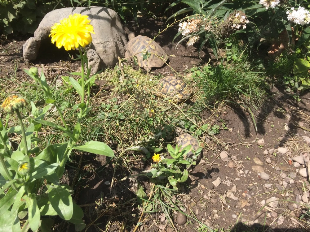 Griechische Landschildkröten - Schlupf 2025