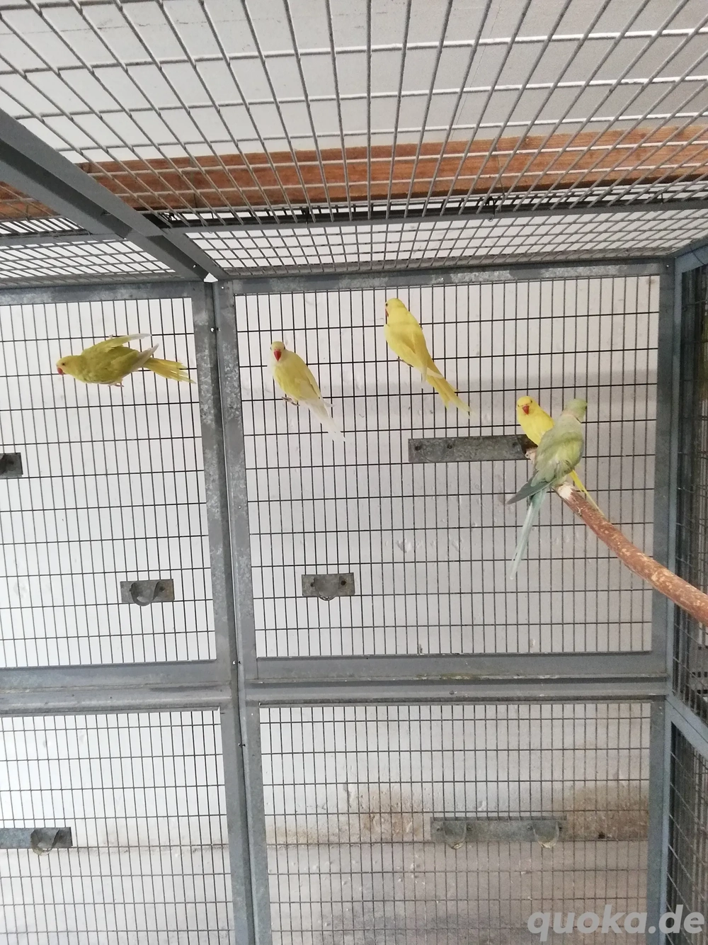 Halsbandsittiche zuchtfaehig abzugeben. 