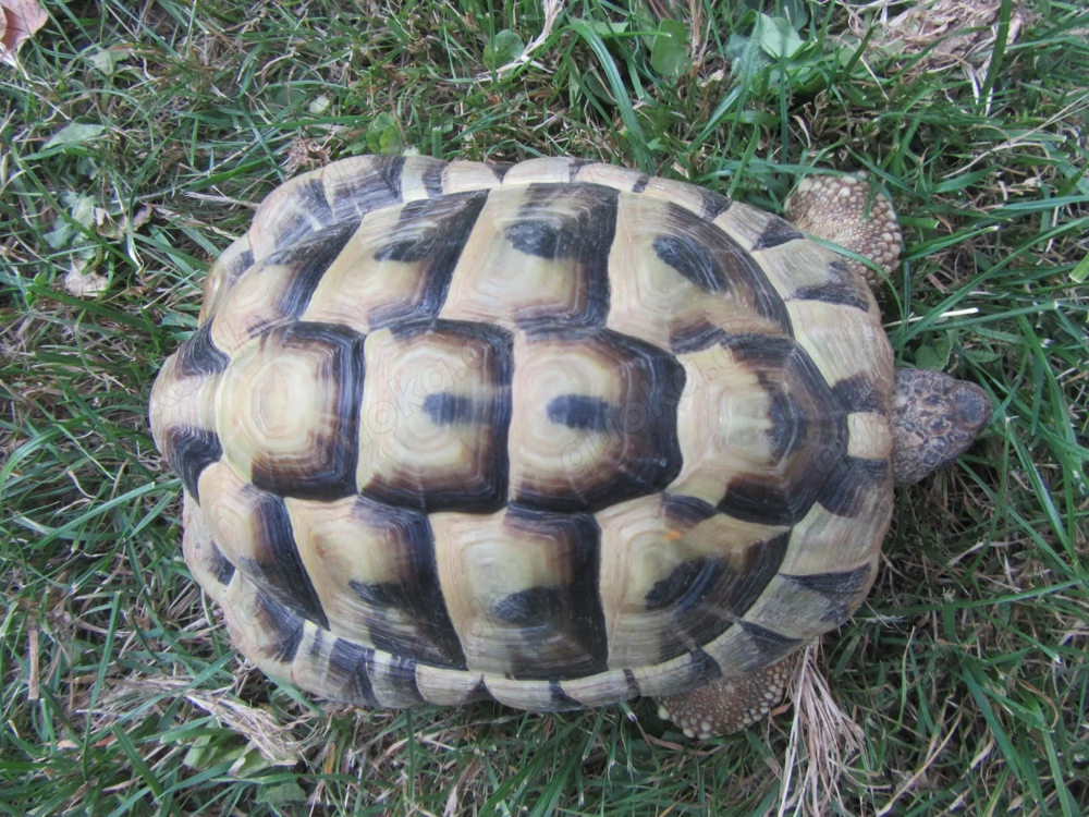 Griechische Landschildkröte Testudo hermanii NZ2017 - Schildkröte