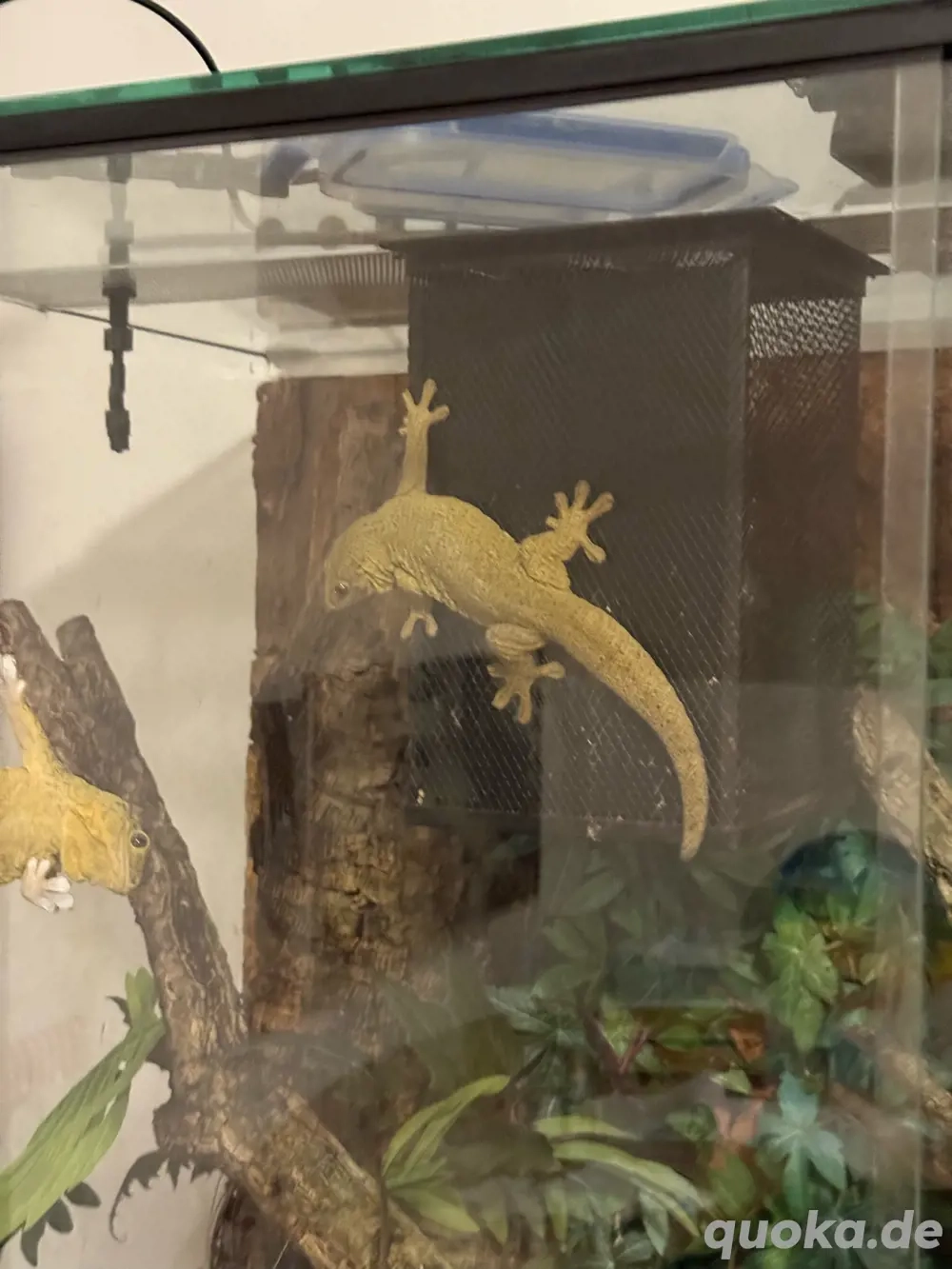 ailuronyx trachygaster