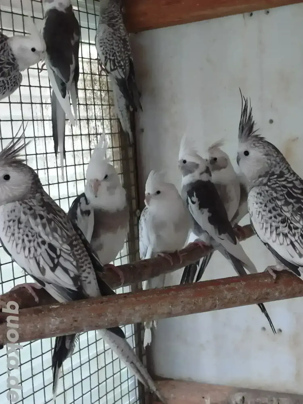 Weißkopfnymphensittiche