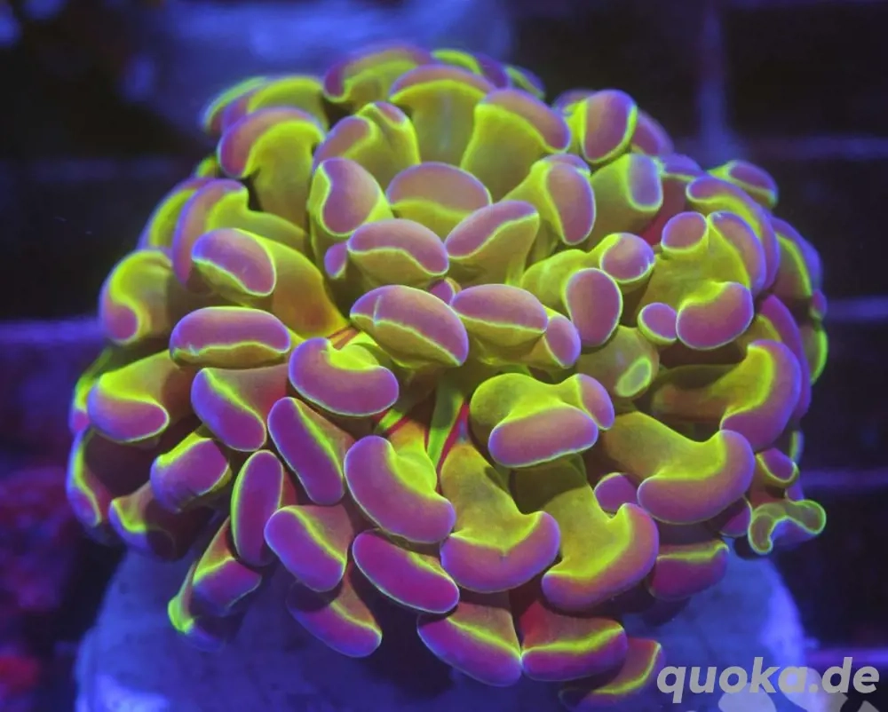 Euphyllia Paraancora "Hologram"