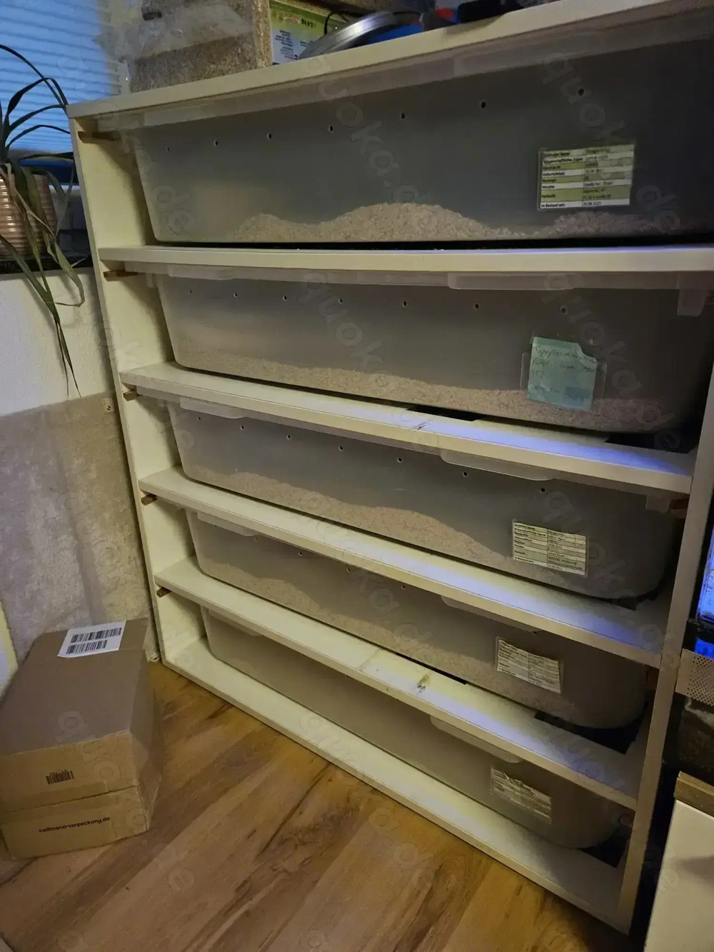 Königspython Bestandsaufgabe