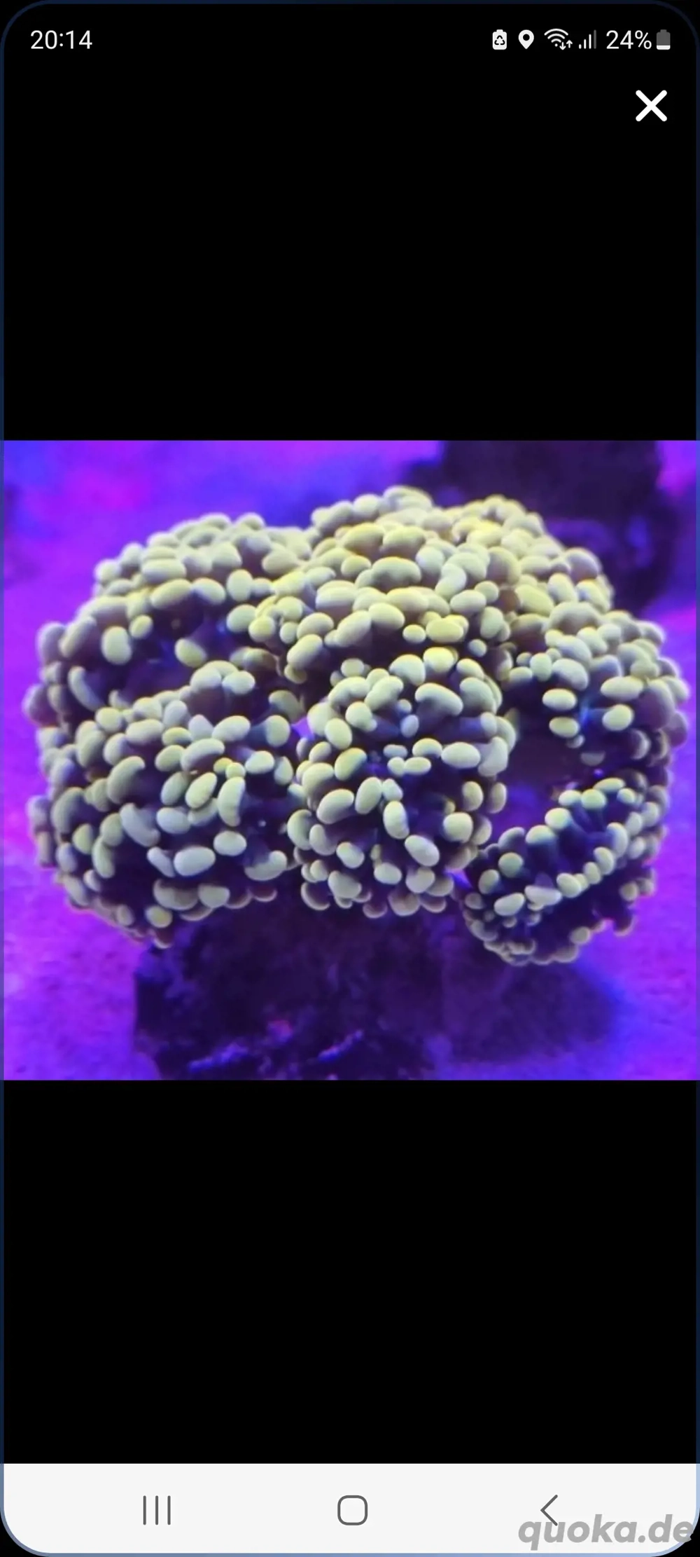 Euphyllia Golden Sun Meerwasser Korallen Ableger LPS SPS