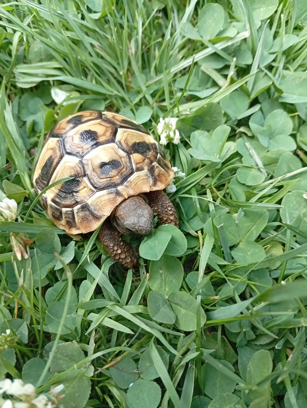 3 Griechische Landschildkröten 