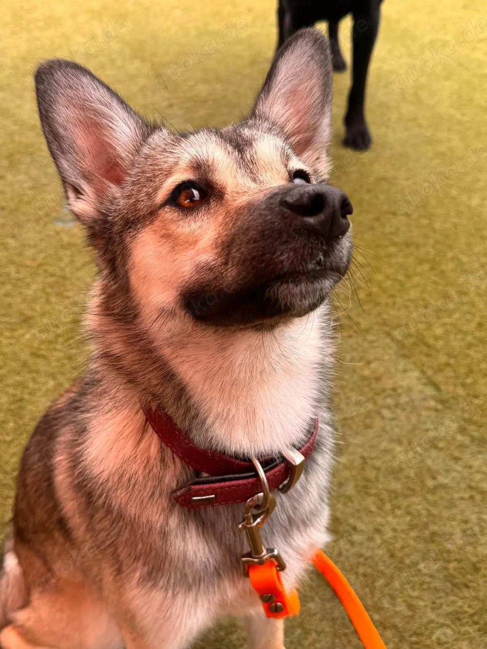 Neugieriges Seelchen sucht passendes Zuhause