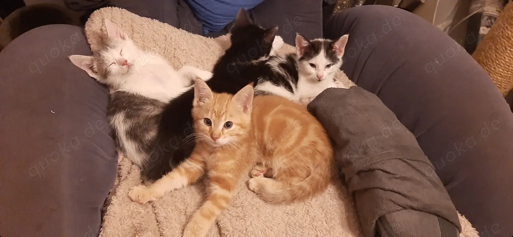 American Shorthairmixkätzchen 