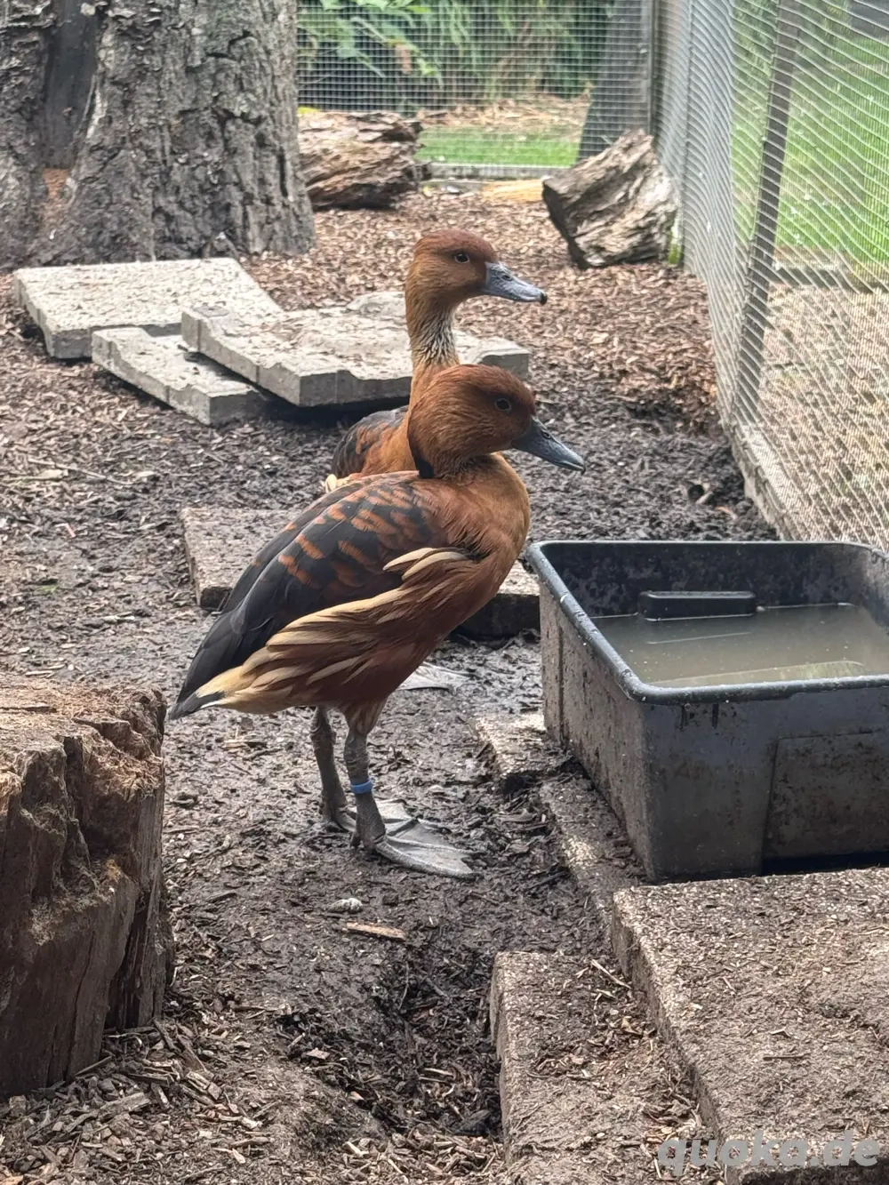 Pärchen Gelbe Pfeifgänse