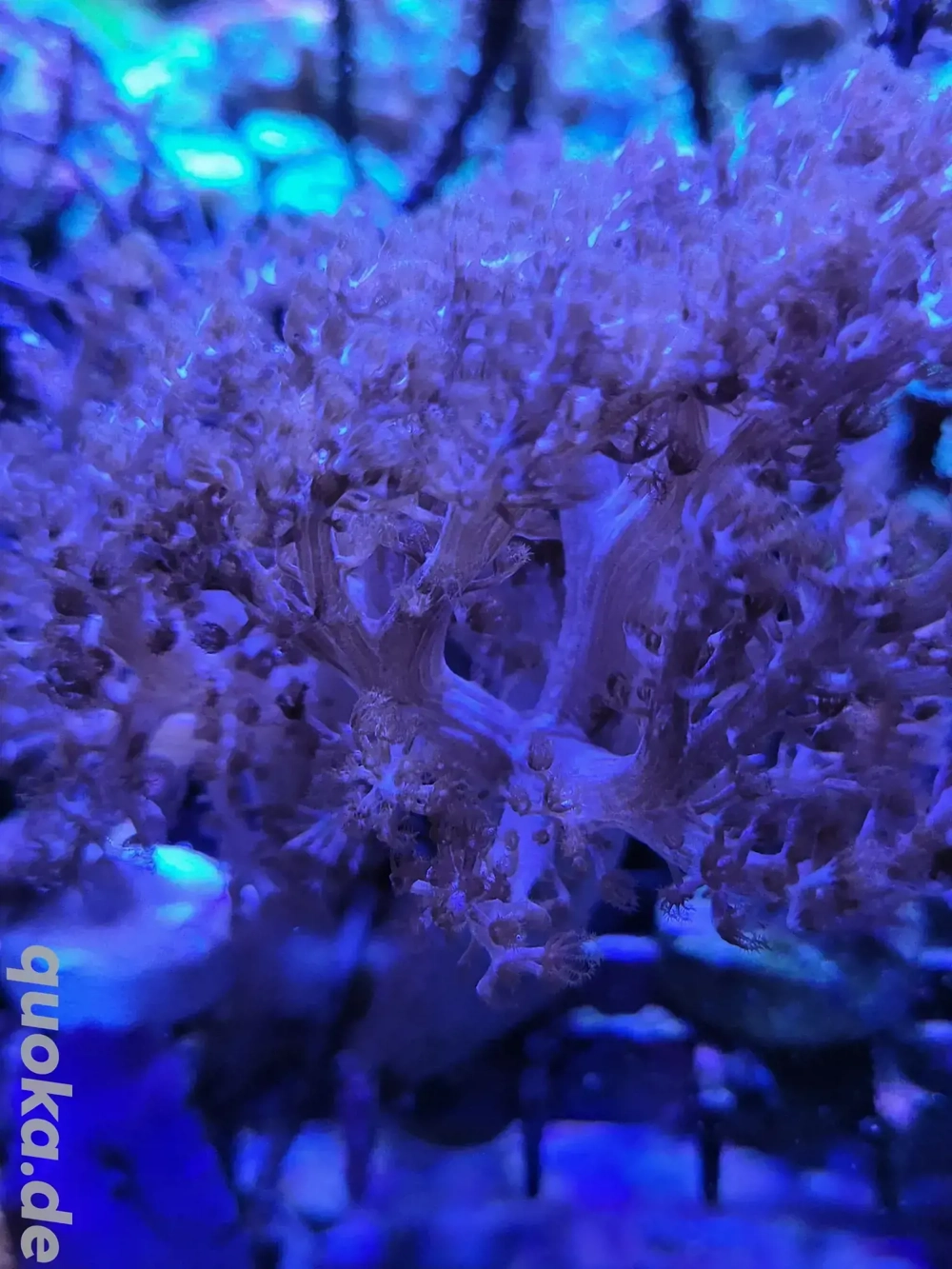 Keniabaum Capnella Meerwasser SPS LPS Korallen Ableger 