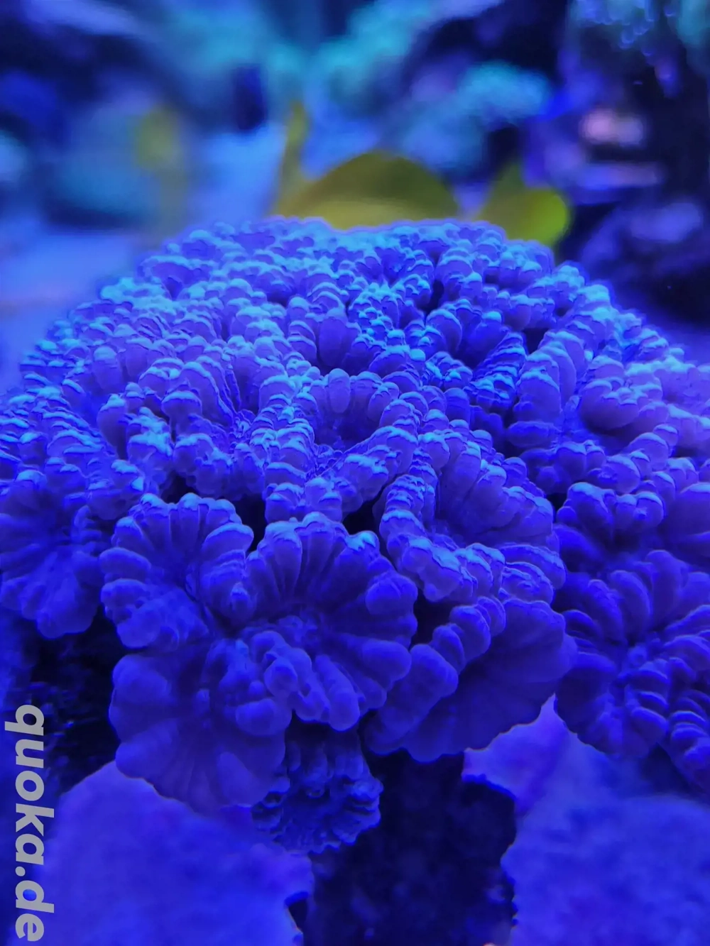 Cauleastrea mintblau Flötenkoralle Meerwasser LPS SPS Ableger Korallen 