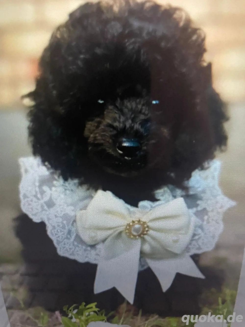 Zwergpudel welpe