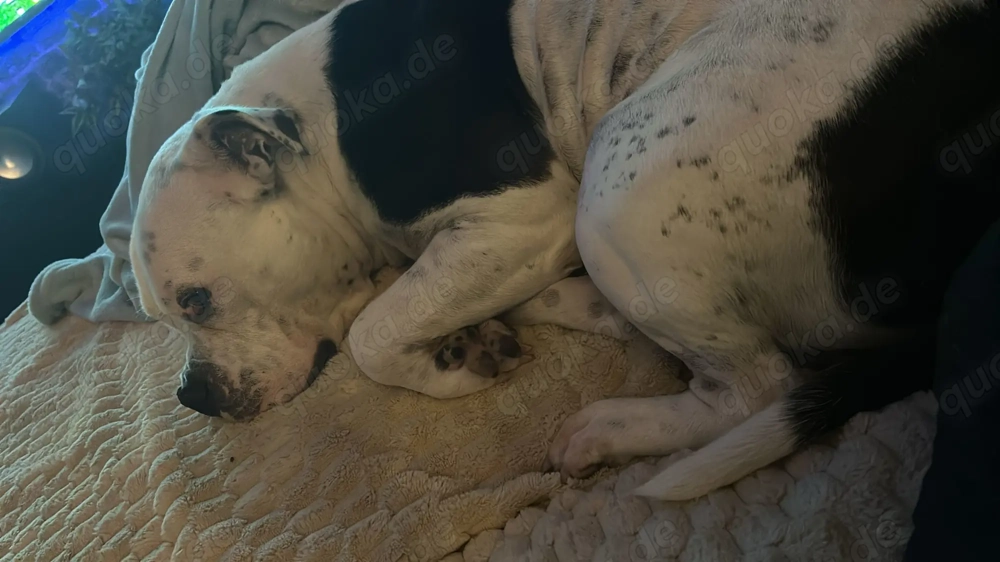 Dringen! ZEUS, schweren Herzens abzugeben 