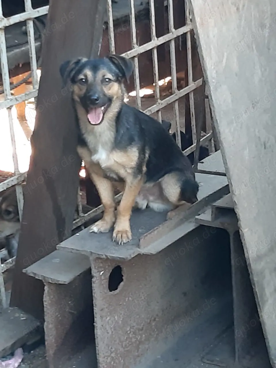 Rudi - bezaubernder Rüde sucht Dich