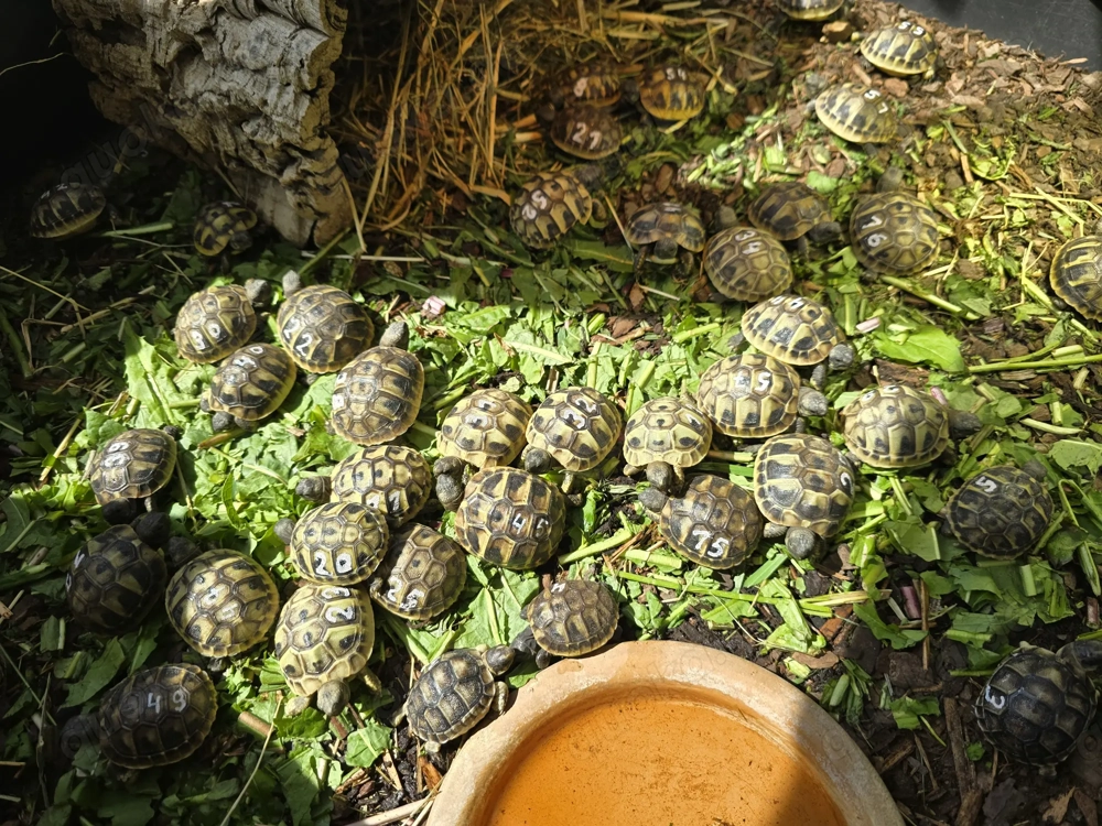 Griechische. Landschildkröten wg. Zuchtauflösung abzugeben