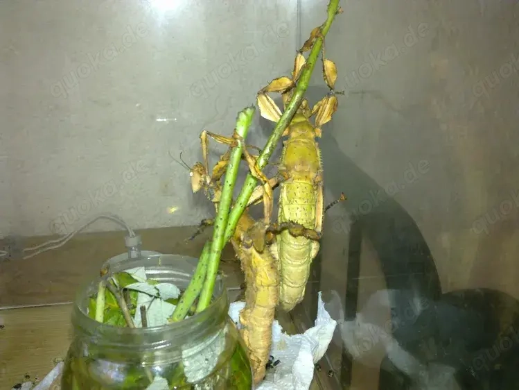 Australische Gespenstschrecke extatosoma tiaratum Eier