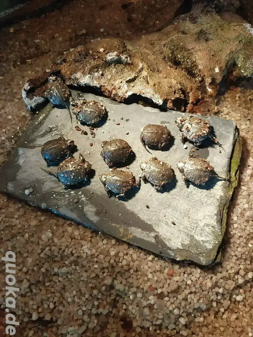 Emys Orbicularis  Sumpfschildkröten 