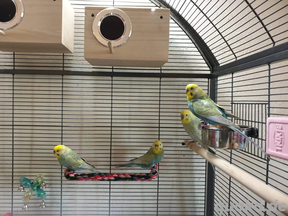 Wunderschöne Rainbow Wellensittiche mit großer Voliere und sehr viel Zubehör