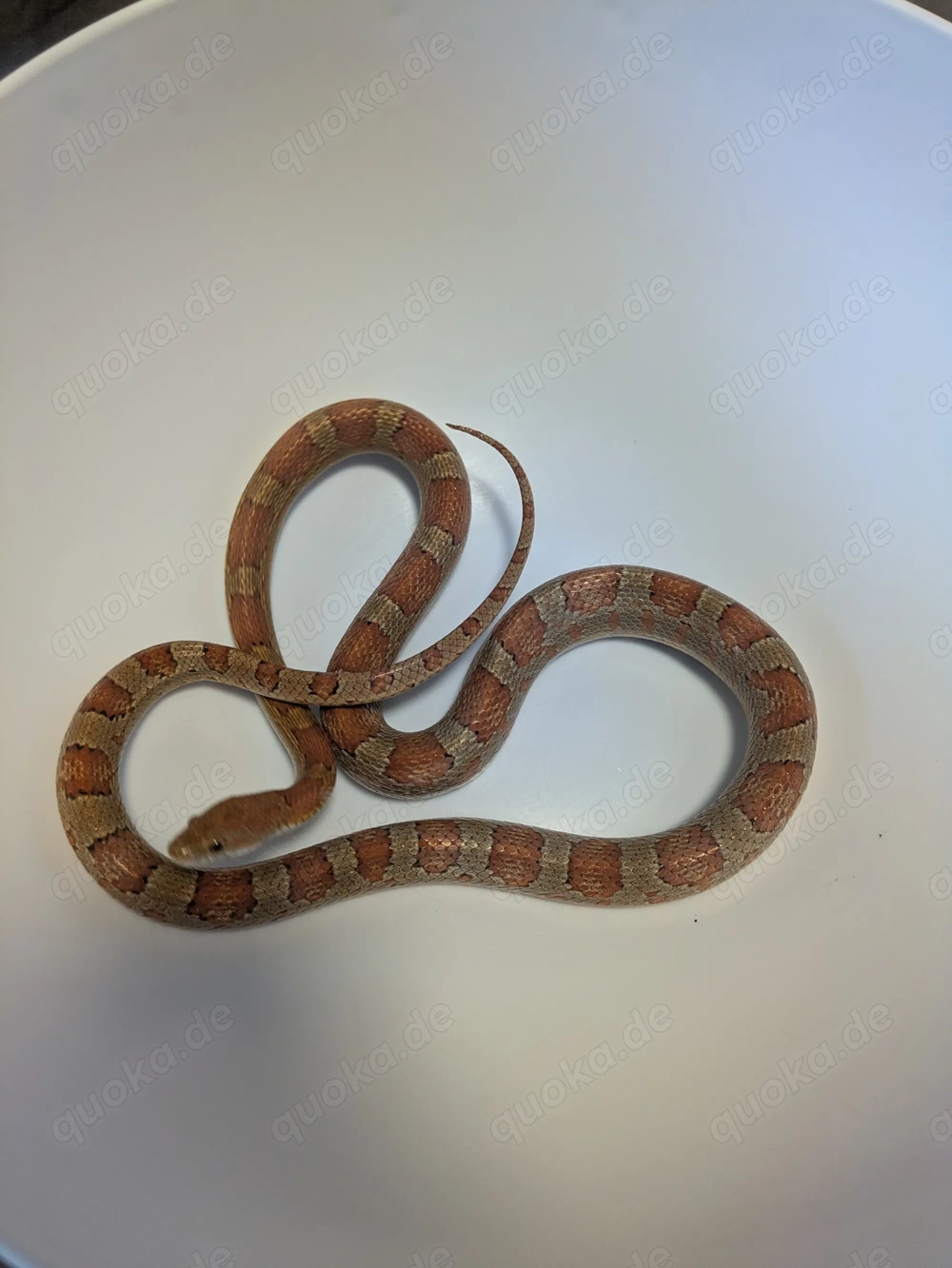 Kornnatter Männchen 5 Jahre alt