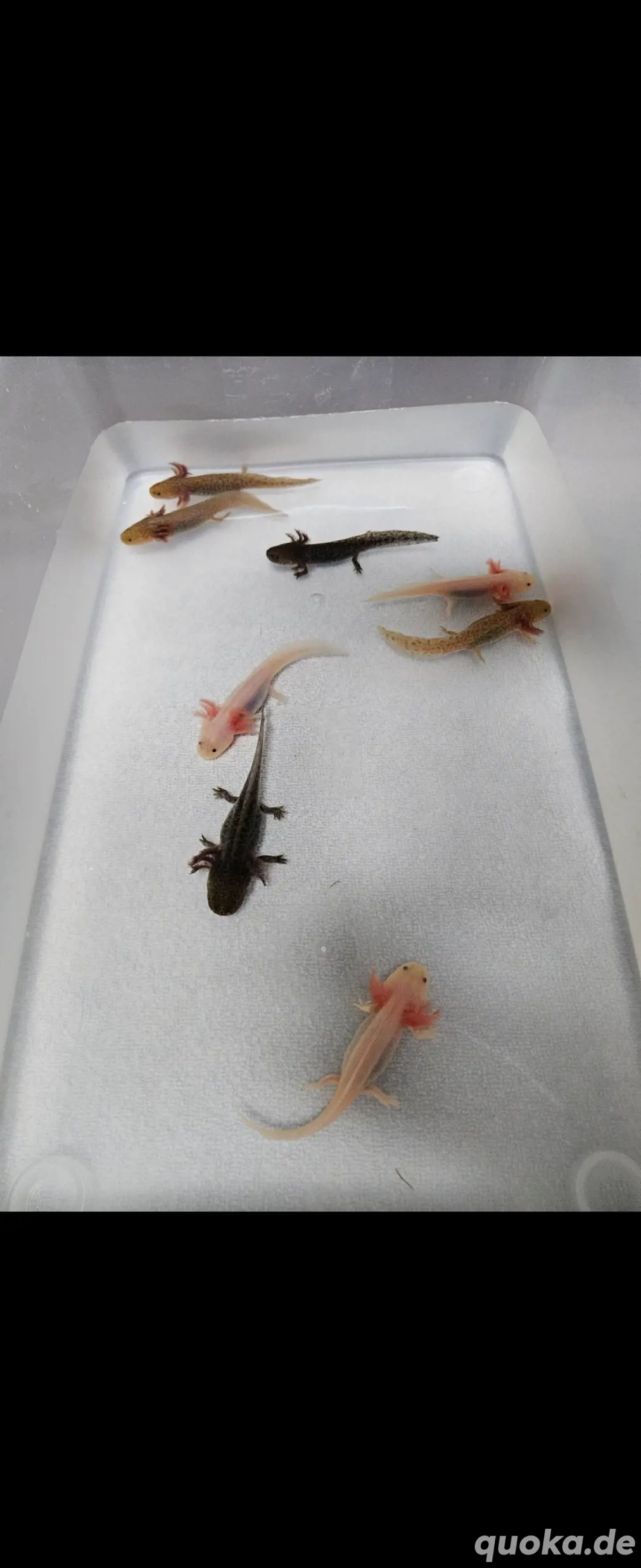 Axolotl Nachwuchs abzugeben 
