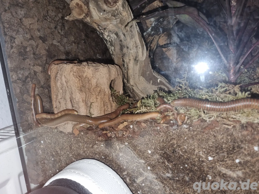 Tausendfüßler (Spirostreptidae spec1 aus Tansania) zu verkaufen 