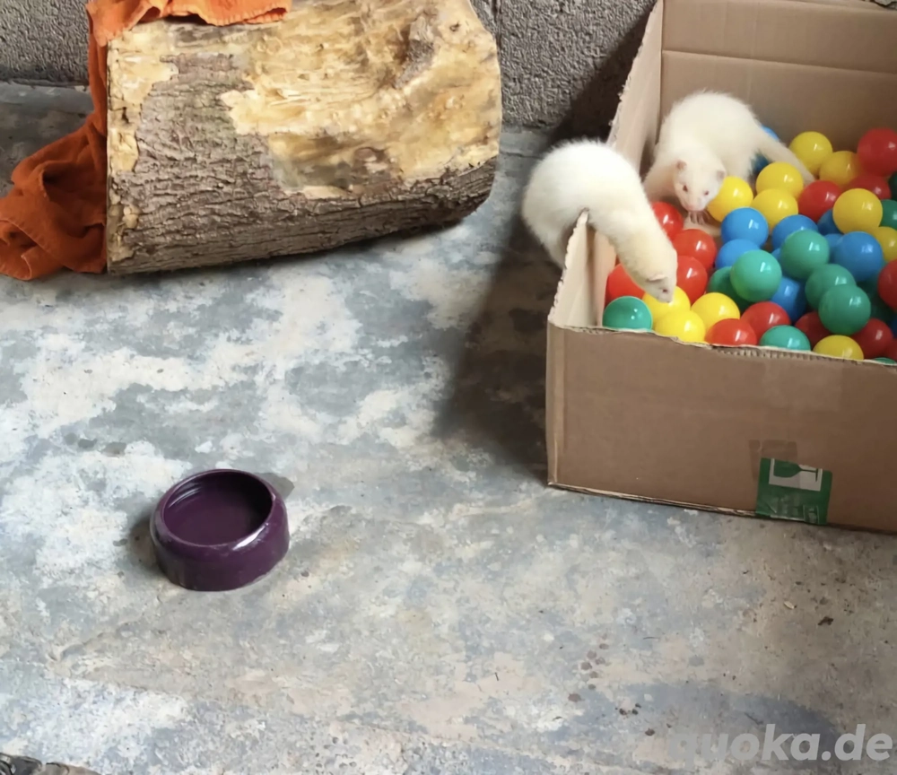 Frettchenwelpen Wurfankündigung