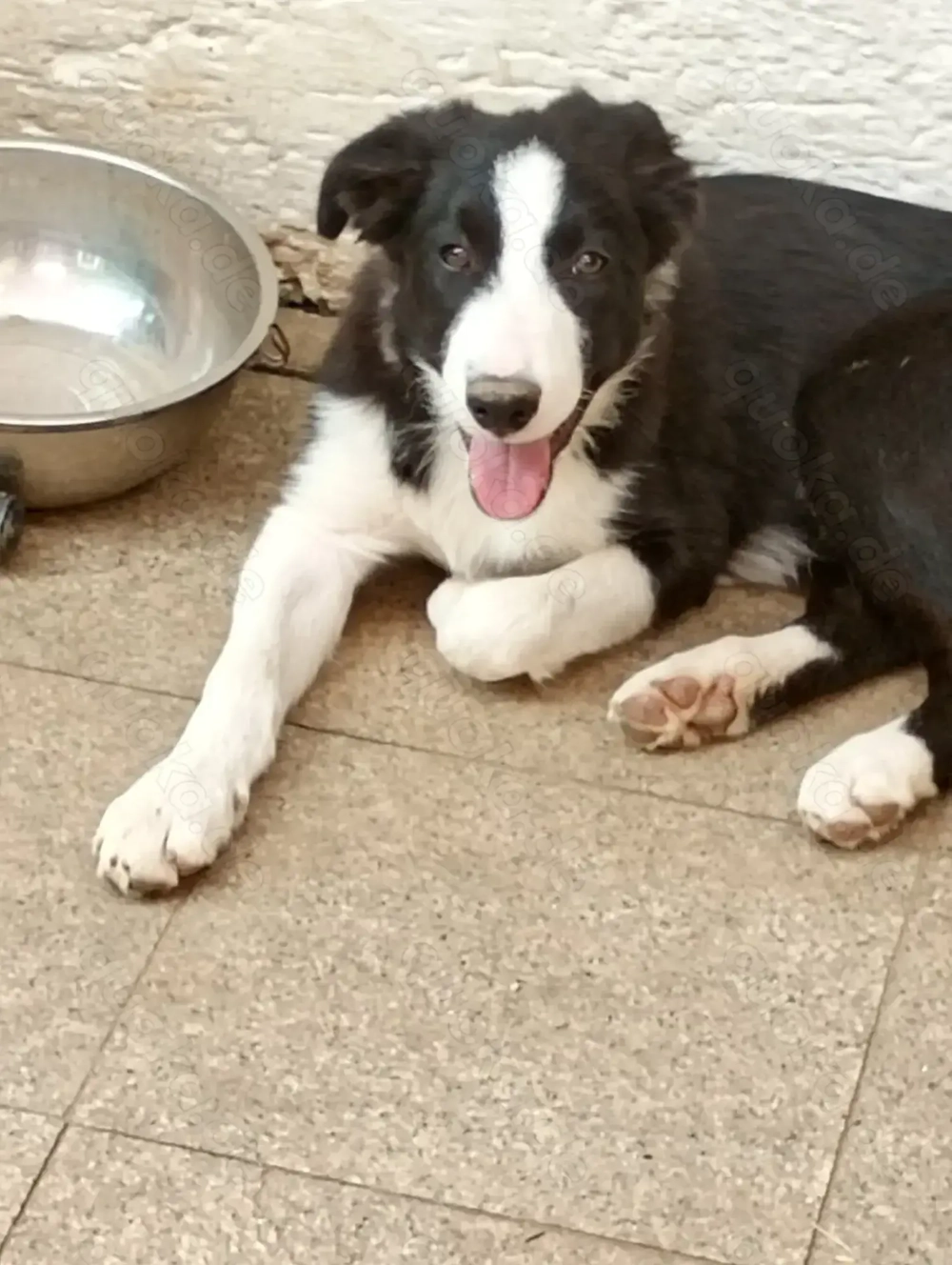 Border Collie Welpen 