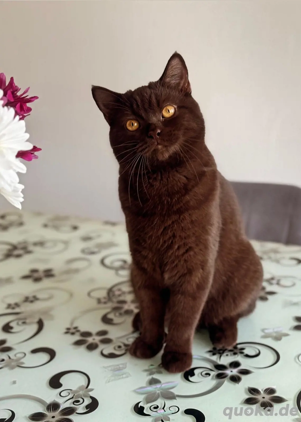 reinrassiger BKH Deckkater in Chocolate