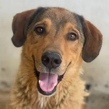 Mikosch, geb. ca. 01 2024, lebt in GRIECHENLAND, im städt. Tierheim Serres