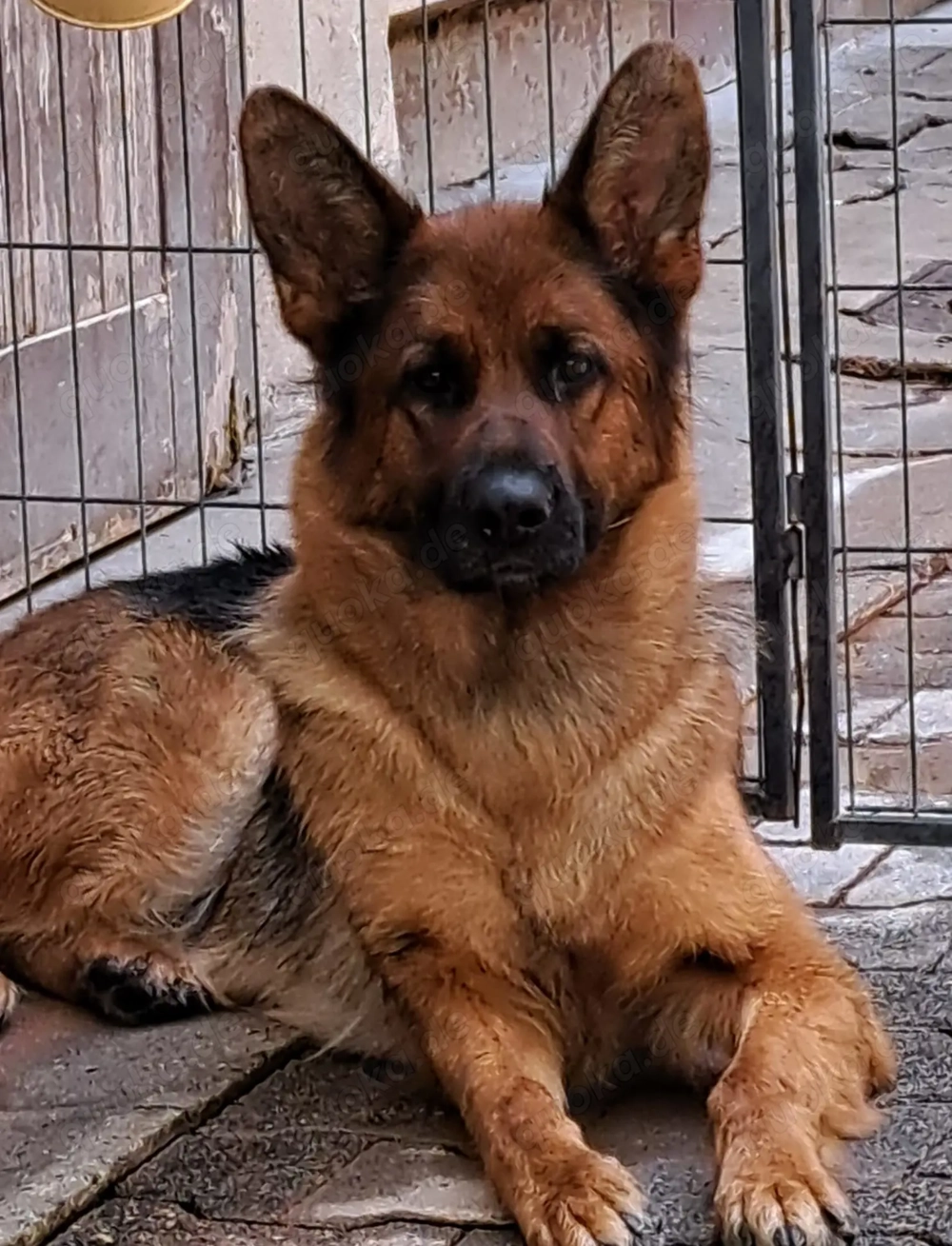 Deutsche Schäferhündin   geb. 29.07.2023, rote SV-Ahnentafel