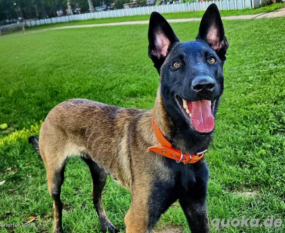 Belgischer Schäferhund  Malinois