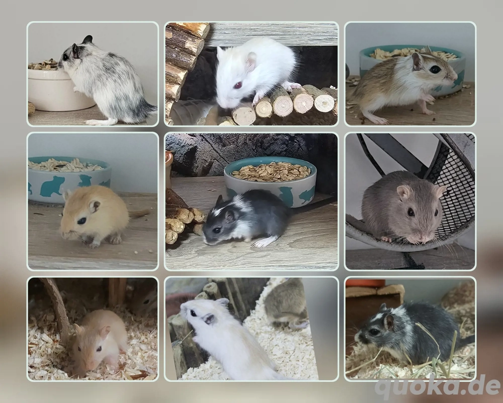 Süße Rennmaus-Babys