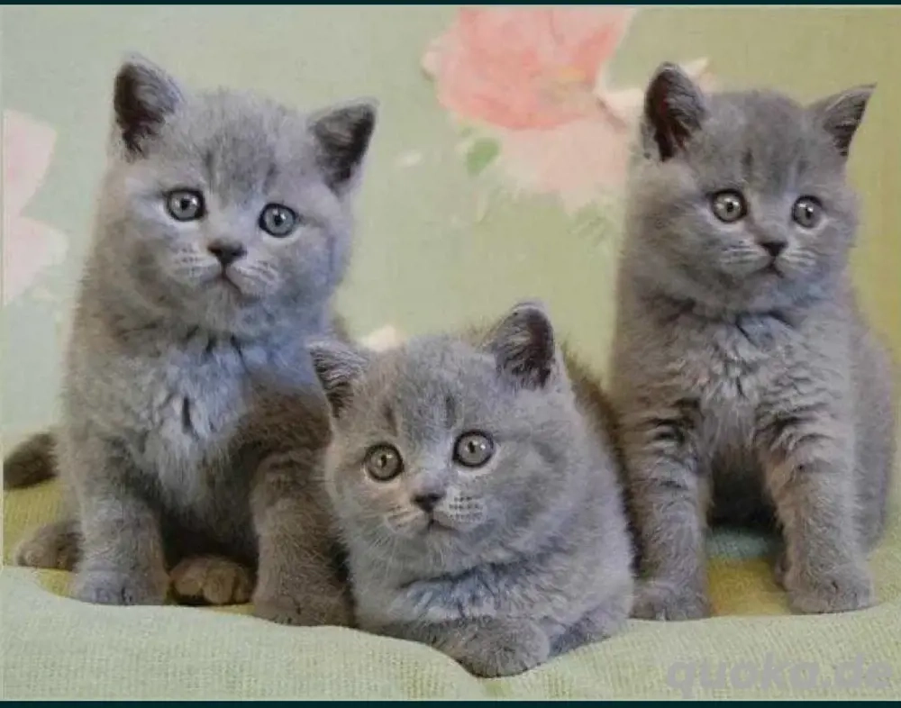 Kätzchen bkh, blh Blau, Lilac 