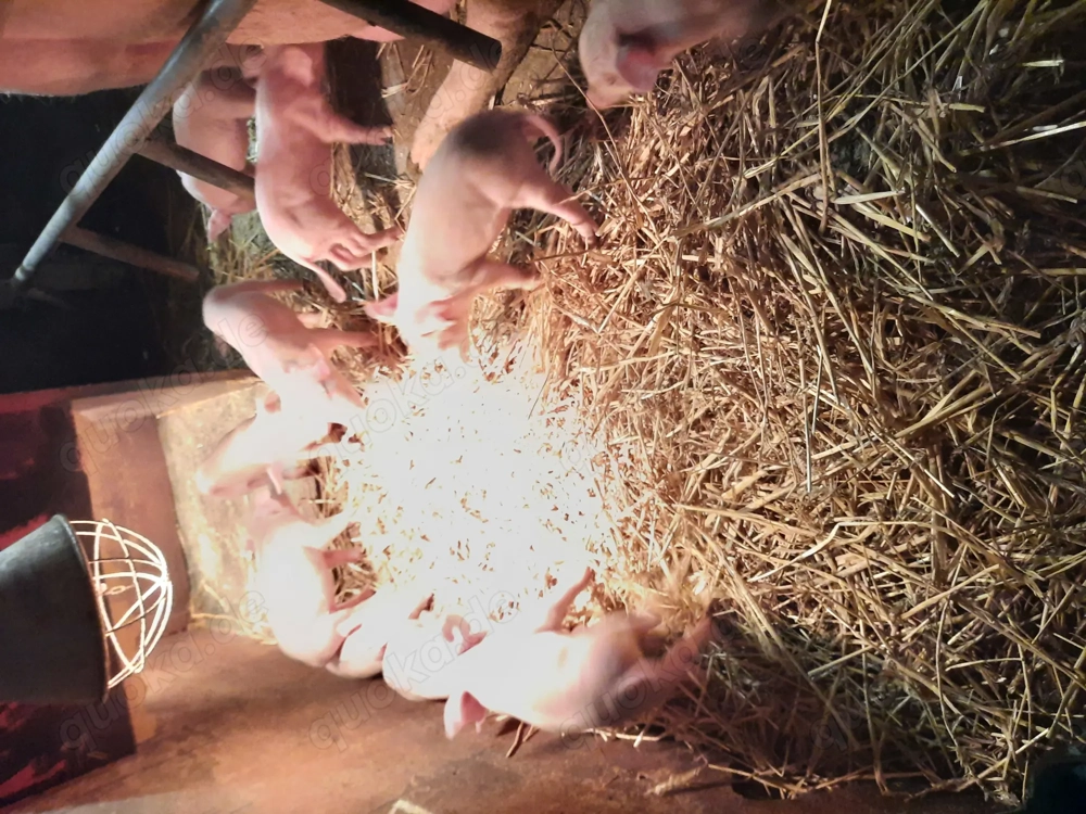 Ferkel Dl   Pi Schwein Sau 