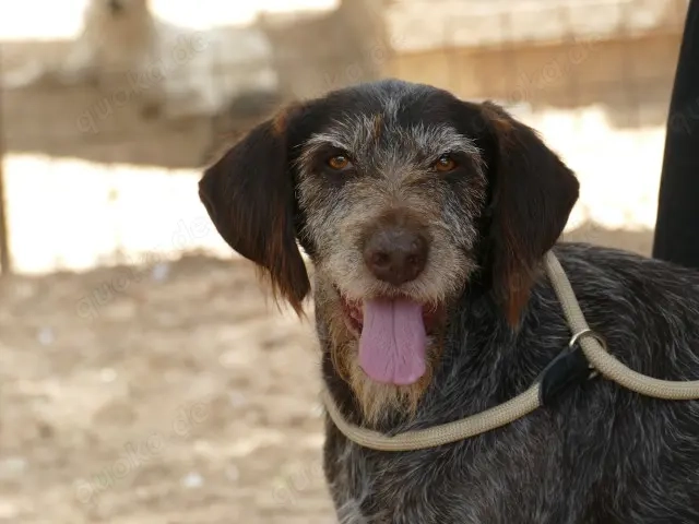 Barth sucht sein Zuhause (noch auf Sardinien)