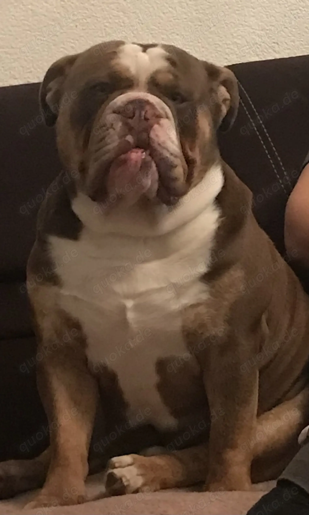 Bulldogge NEB Bulldog sucht ein neues Zuhause