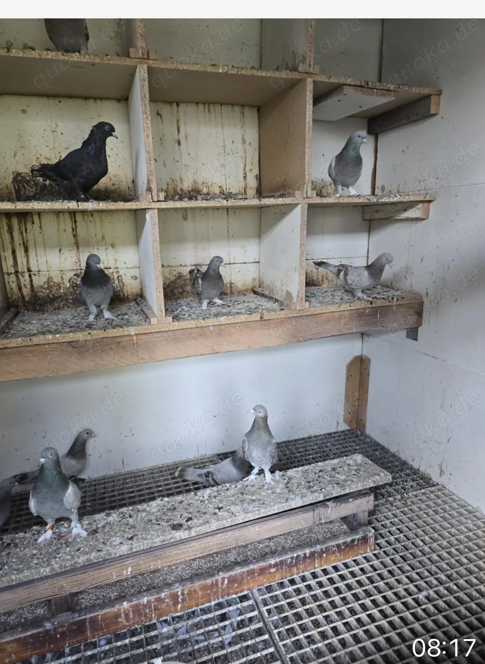 Türkische Tauben 