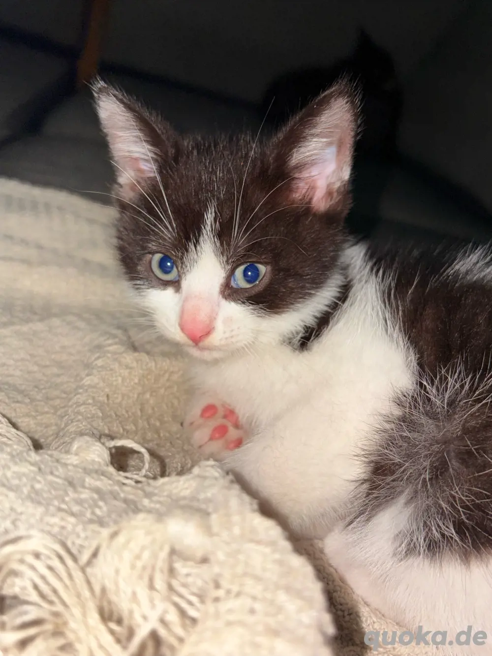 Katzen Hamburg Zu Verschenken