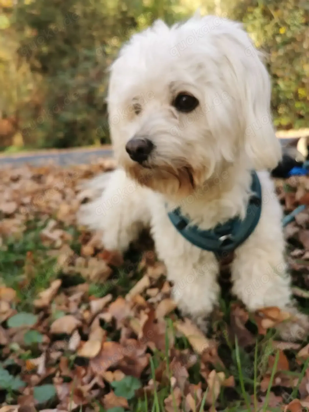 Malteser Deckrüde stellt sich der Damenwelt zur Verfügung 