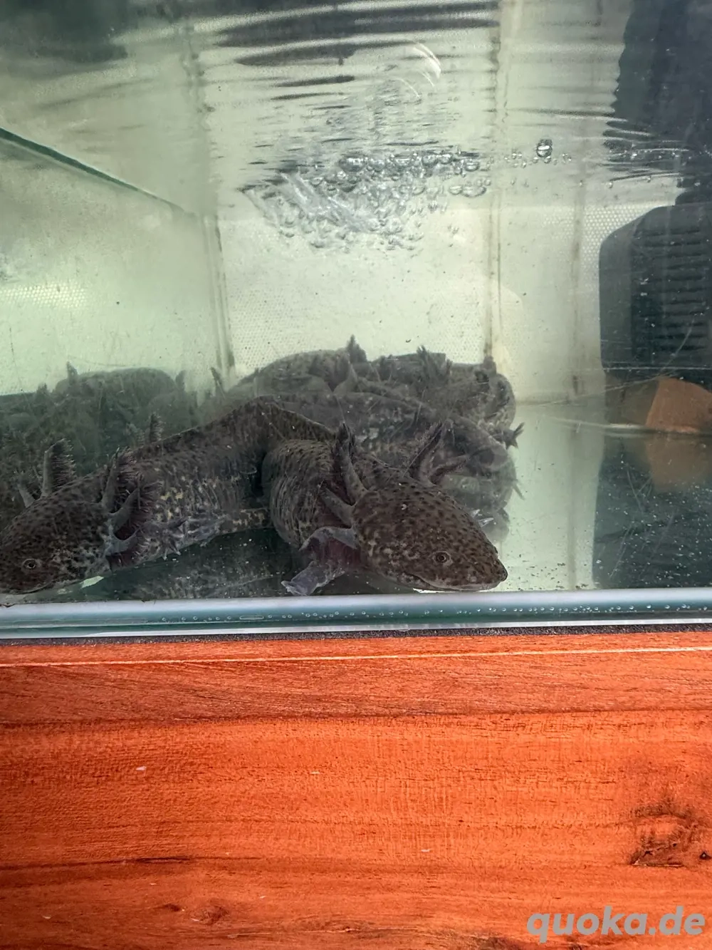 Axolotl Nachwuchs abzugebem