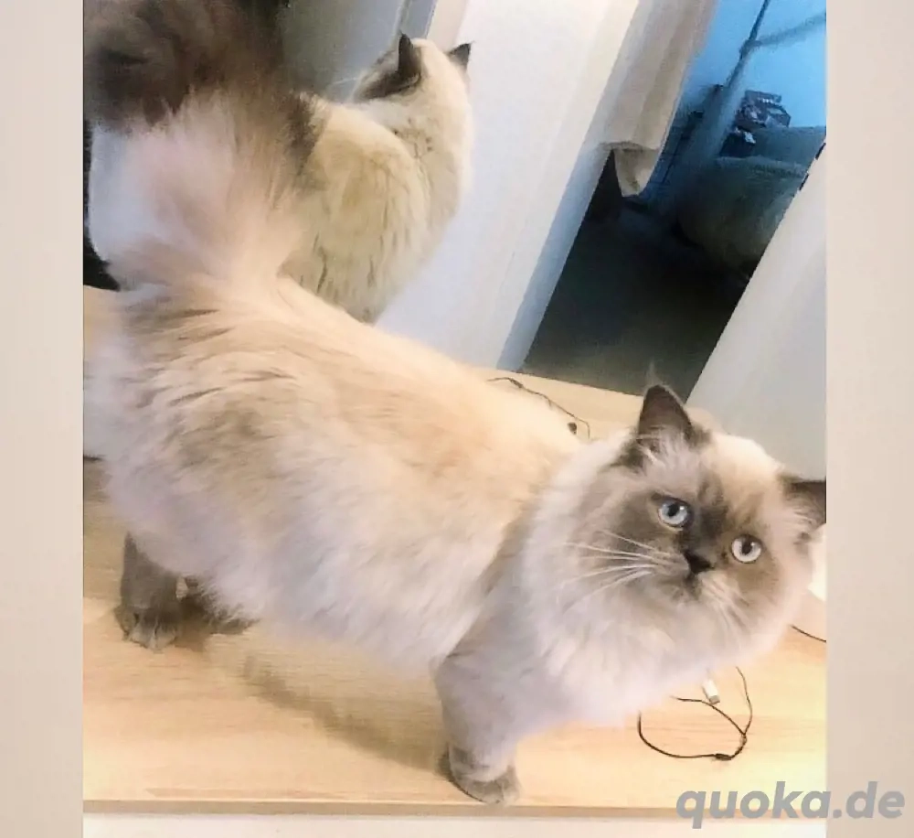 BKH BLH Deckkater Blue Point mit sehr guter Deckerfahrung