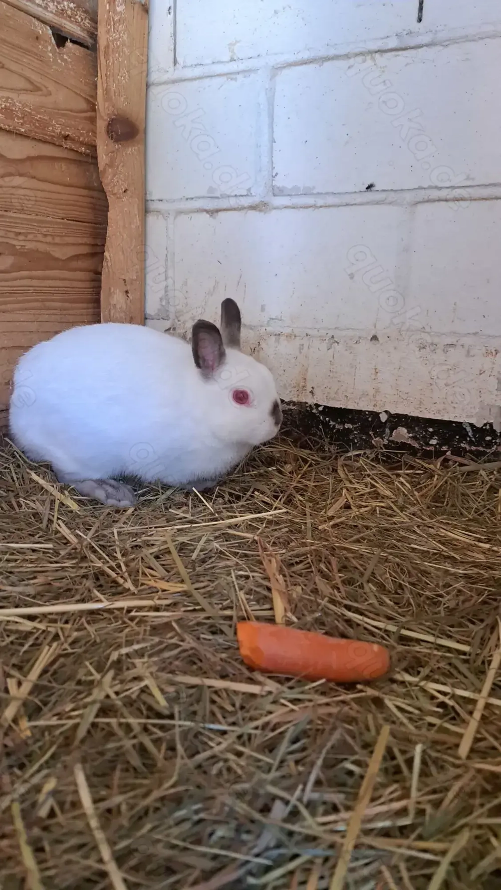 Farbenzwerg, russenfarbig 