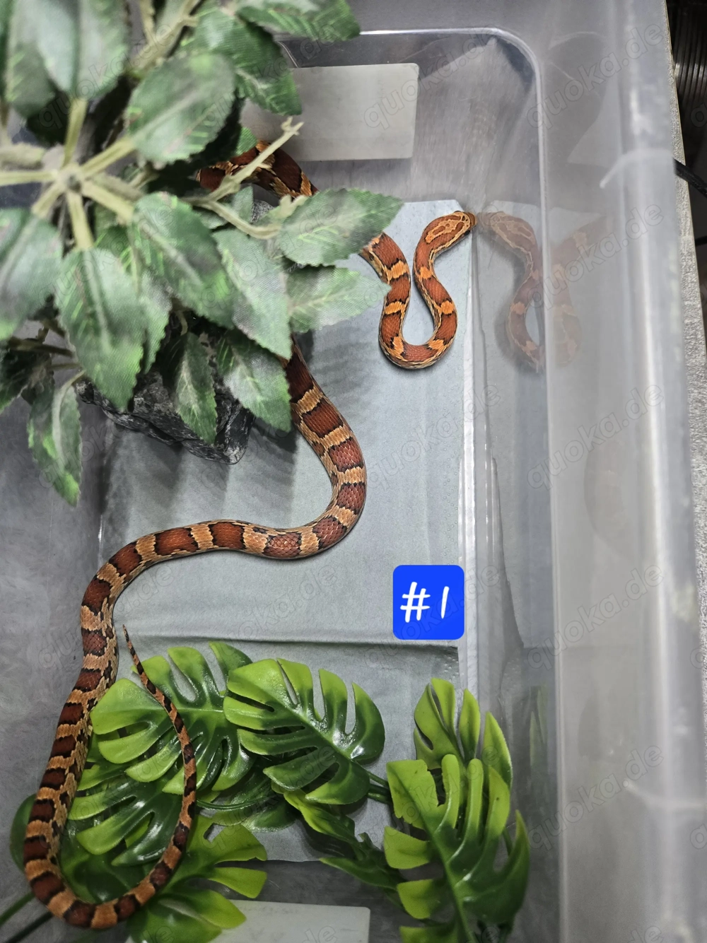 Kornnatter Nachzucht 2024