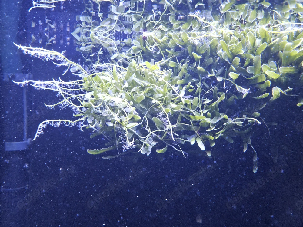 Caulerpa brachypus Meerwasseralge