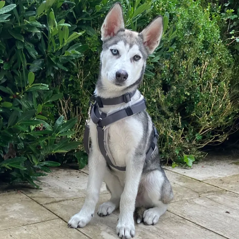 Bon - 4 Monate - Husky - Tierhilfe Franken e.V