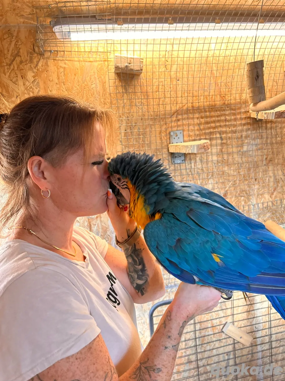 Papageien und Sittiche