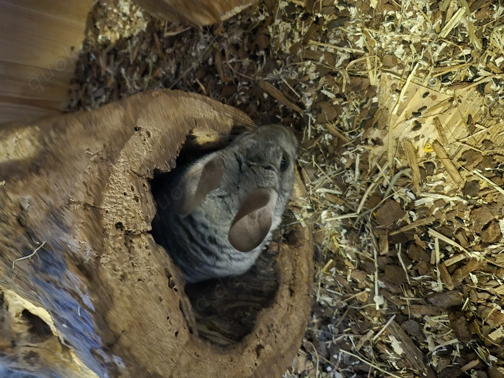 Chinchillas mit großem Käfig 