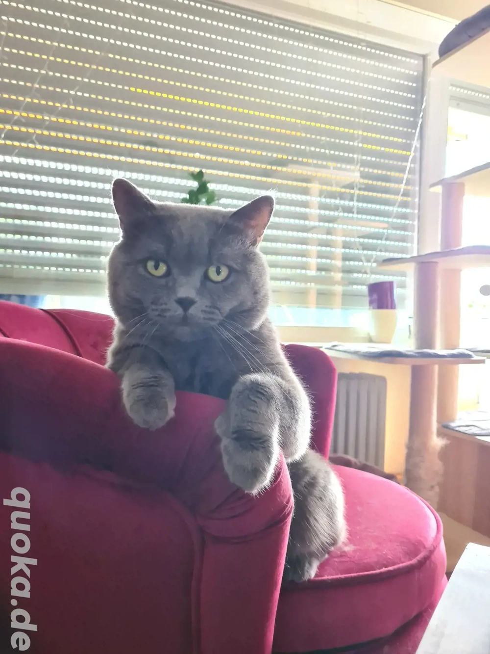 Deckkater  BKH erfahren mit Stammbaum!